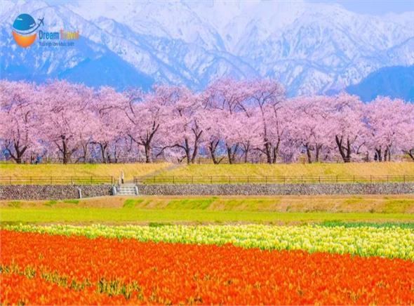 [HCM] Tour Nhật Bản Cung Đường Romantic Mùa Hoa Anh Đào 2026